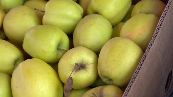 Cosechas Manzanas Frescas Cerca — Vídeo de stock