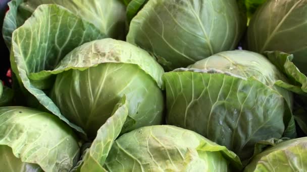 Kohlernte Hautnah — Stockvideo © parasoliastock #359860044