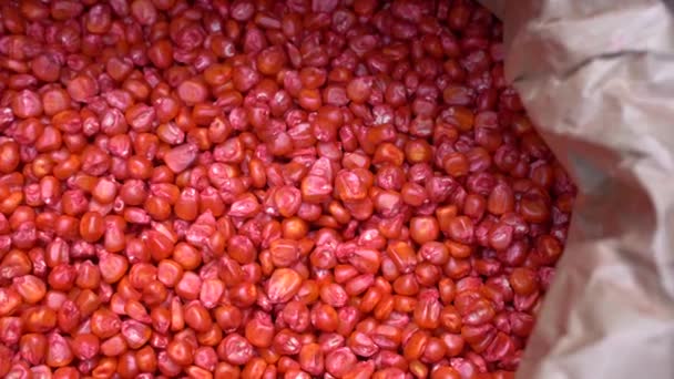 播种前的玉米种子 — 图库视频影像