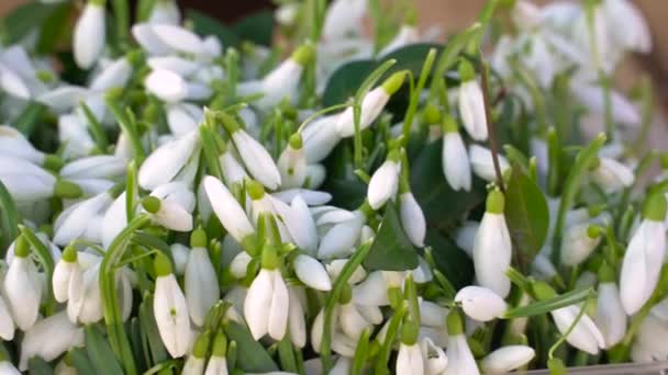 Vår Snödroppar Från Den Röda Boken Första Våren Vita Blommor — Stockvideo