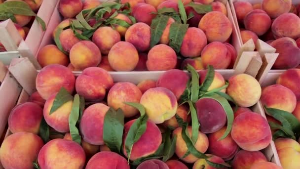 Peaches Harvest Top View — Stock Video