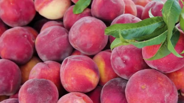 Peaches Harvest Top View — Stock Video