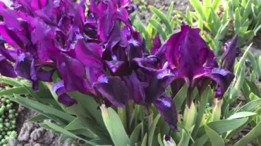 mor süsen çiçekleri.