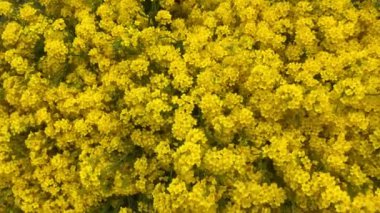 Alyssum sarı çiçekleri kapatın