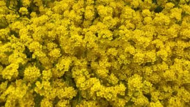 Alyssum sarı çiçekleri kapatın