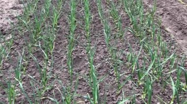 Mayıs 'ta taze soğanlar