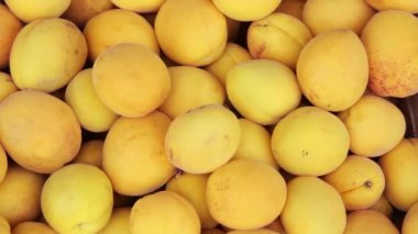 Kayısı hasadı yakın mesafede.