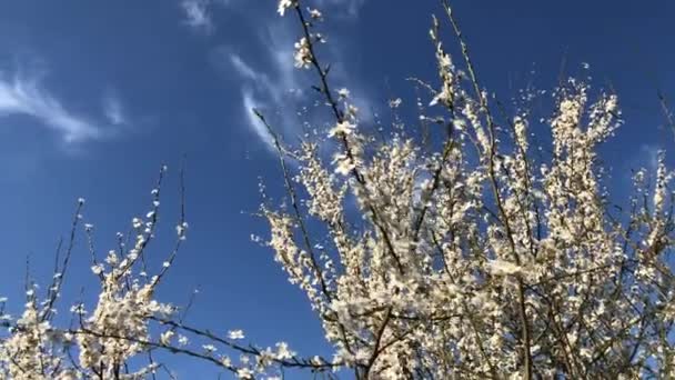 春に白い小さな花を咲かせ — ストック動画