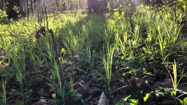 Lente Bos Natuur Bij Zonnig Weer — Stockvideo