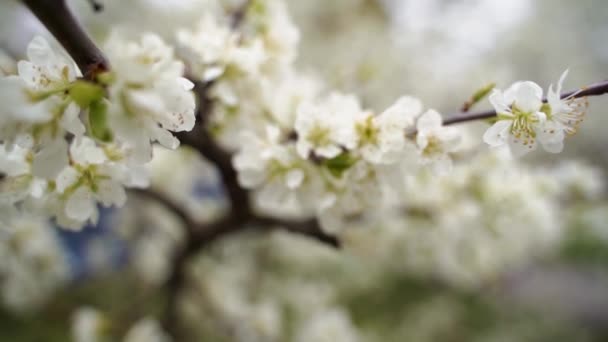 Primavera Flores Flor Blanca Cerca — Vídeo de stock