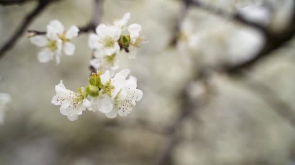 Witte Lente Bloesem Bloemen Close — Stockvideo