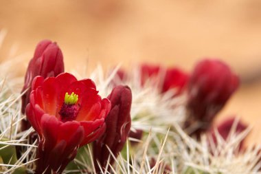 Utah Arizona çölünün sığ sularında kırmızı kirpi kaktüslerine yakın bir yerde Echinocereus coccineus varil kaktüsünün tepesinde.