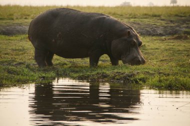 Su aygırı Safari Doğa Koruma Alanı 'nın yanında duruyor ve Botsvana Afrika