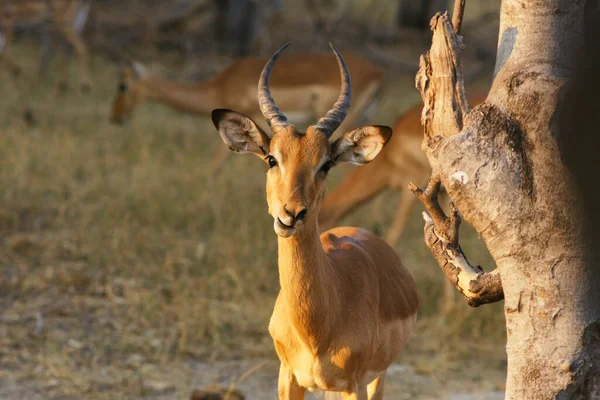 Impala Mannetje Close View Safari Natuurgebied Bostwana Afrika — Stockfoto
