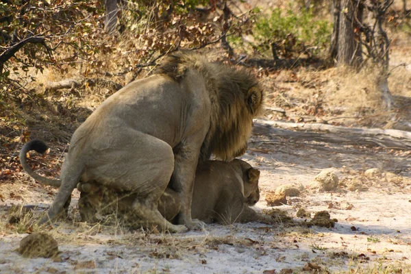 Paring Leeuwen Grote Kat Koning Van Dieren Een Safari Natuurgebied — Stockfoto