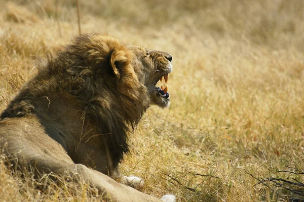 Leeuw Grote Kat Koning Van Dieren Een Safari Natuurgebied Botswana — Stockfoto
