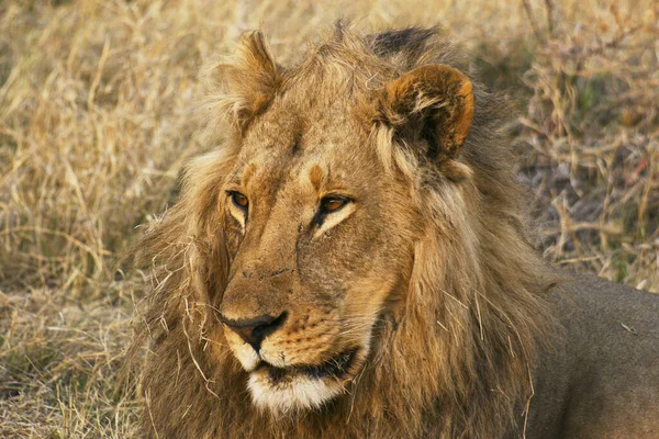 Лев Большой Кот Король Животных Заповеднике Сафари Ботсвана Африка — стоковое фото