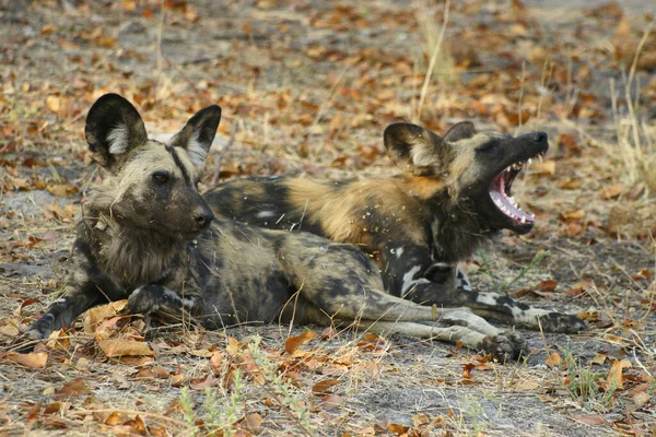 Perros Salvajes Africanos Una Reserva Natural Safari Botswana Africa — Foto de Stock