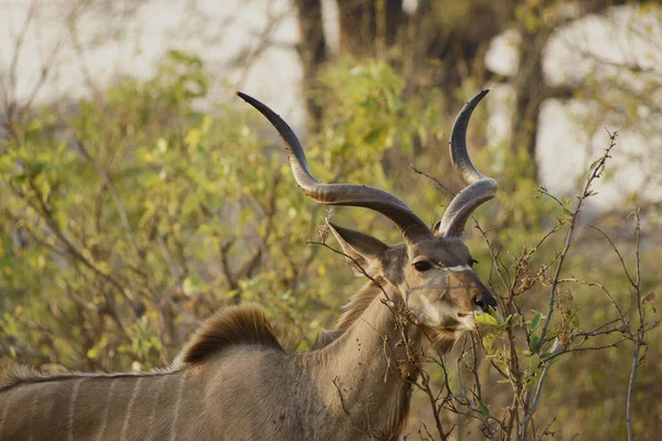 Afrika Groot Kudu Tragelaphus Strepsiceros Safari Natuurgebied Botswana Afrika — Stockfoto