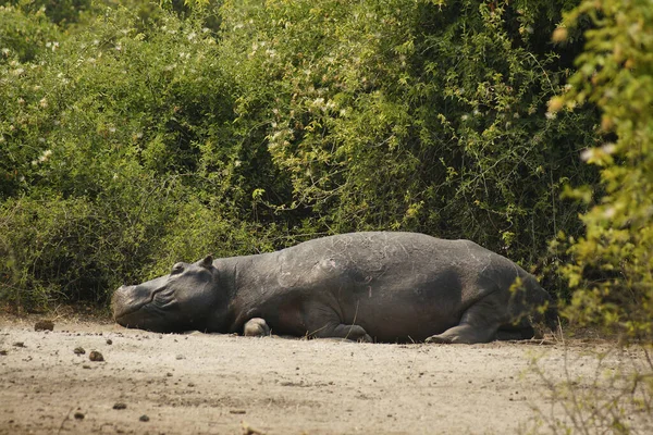 Hipopótamo Salvaje Descansando Junto Agua Reserva Natural Safari Botswana Africa — Foto de Stock