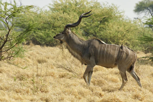 African Greater Kudu Tragelaphus Strepsiceros Safari Nature Reserve Africa — 스톡 사진