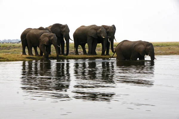 Elephants crossing  a river in a Safari Nature Reserve Botswana Africa