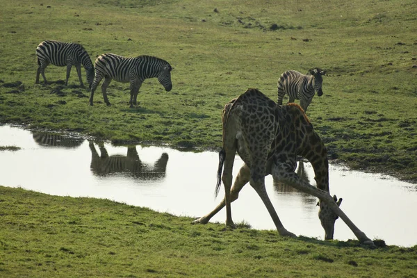 Zebras and giraffe by the watersafari nature reserve Botswana Africa