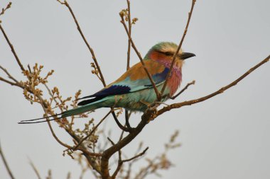 Lila göğüslü Roller (Coracias caudatus) bir dal safari doğa rezervi Botswana Afrika