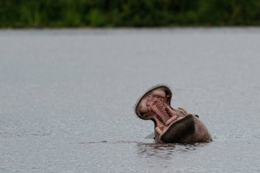 Ngorongoro, Tanzanya, Afrika 'da esneyen su aygırlarının ağzı