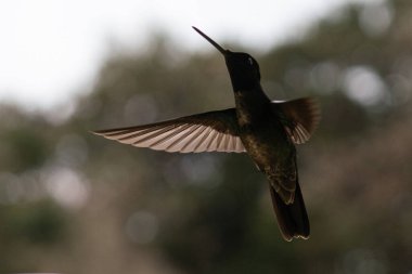 Kara çeneli sinekkuşu Kosta Rika ormanının derinliklerinde uçuyor..