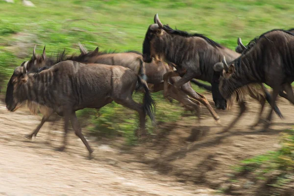 Wildebeesten Gnus Savanne Afrika Serengeti Proberen Weg Steken Gefotografeerd Panning — Stockfoto