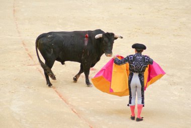 İspanyol matador matador boğa güreşçisi büyük bir arenada geleneksel bir boğa güreşi sergiliyor.