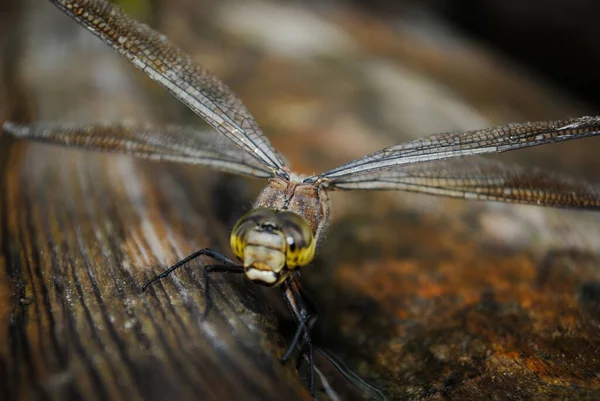 Dragonfly Close Bridge — Stock Photo, Image