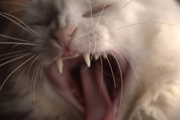 White Cat Yawns — Stock Photo, Image