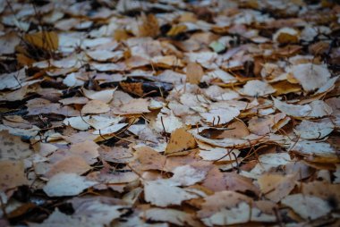 Yere düşen sonbahar yaprakları