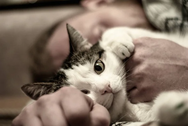 Abraço Com Gato — Fotografia de Stock