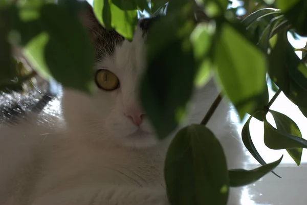 Casa Gato Bajo Verde Flor —  Fotos de Stock