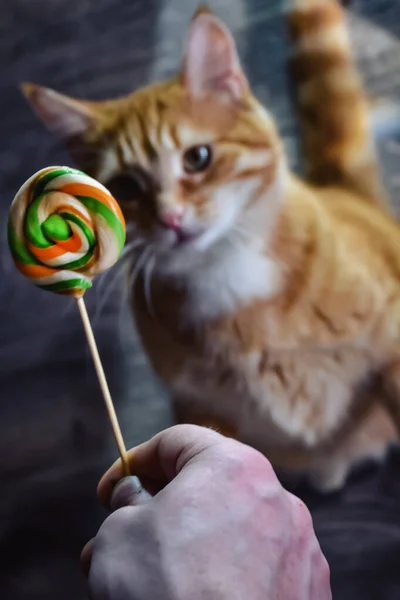  Kedi lolipop yemek istiyor.