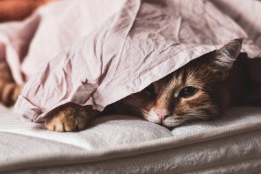  Küçük bir kedi yavrusu battaniyenin altında uyuyor.