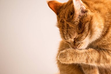 Kızıl saçlı genç kedi yüzünü yıkar.