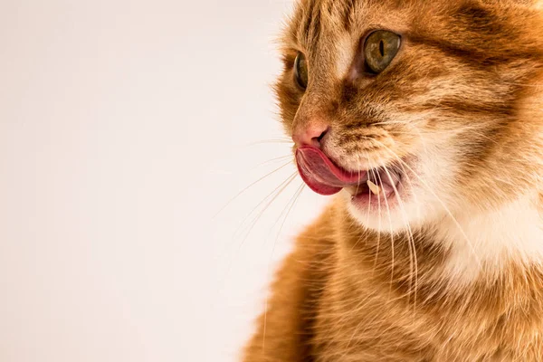 Dai Capelli Rossi Giovane Gatto Lecca Labbra — Foto Stock