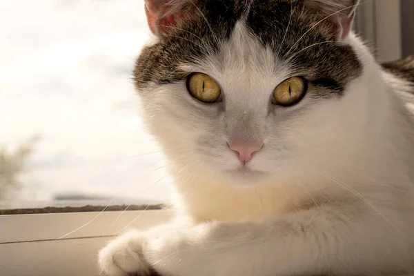 Een Jonge Kat Ligt Het Raam Kijkt Met Een Expressieve — Stockfoto