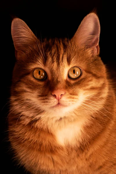 Portret Van Een Rode Kat Een Zwarte Achtergrond — Stockfoto