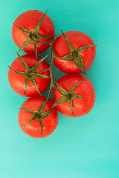 Los Tomates Sobre Rama Sobre Fondo Azul —  Fotos de Stock