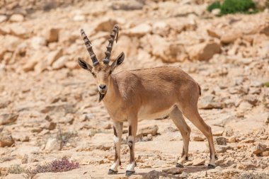 Nubian dağ keçisinin manzarası.
