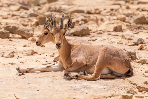 Vista Cabra Núbia Ibex — Fotografia de Stock