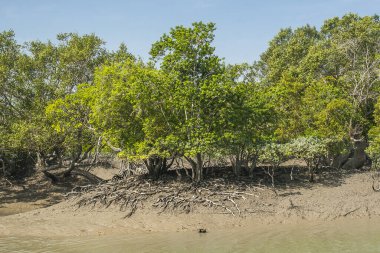 SUNDARBANS, INDIA - CIRCA NOVEMBER 2013: Sundarbans, Kasım 2013 'te Sundarbans' da dünyanın en büyük mangrov ormanı..