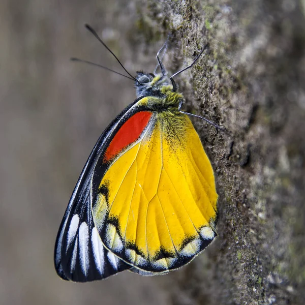 Reprezentatywne Gatunki Motyli Nepalu — Zdjęcie stockowe