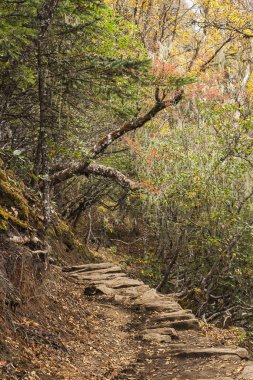 PHORTSE THANGA, NEPAL - CIRCA ECTOBER 2013: Rhododendron Ormanı 4000 m asl üzeri Ekim 2013 'te Phortse Thanga' da.