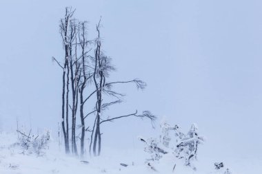 Skrzyczne yamaçlarında güzel bir orman